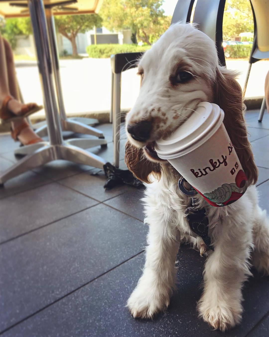 Dog Friendly Cafes in Perth, WA - Dog Friendly Perth & WA